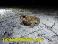 /home//u458753944/public_html/sourcegallery//////Roxborough Toad Detour/2013-2019/2013/2013-04-09/P1120052.JPG
